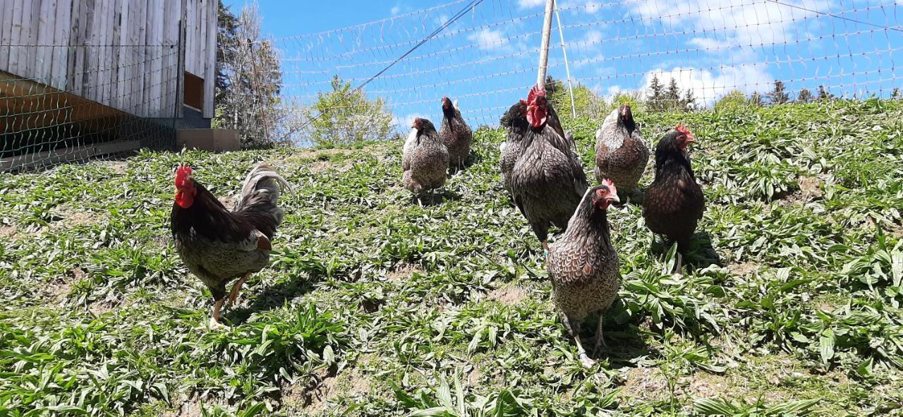 Ferienwohnung Schoenenbuehl Hittisau Luaran gambar